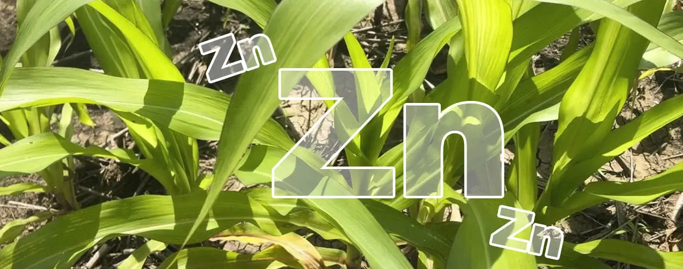 importancia del zinc en el cultivo de maiz