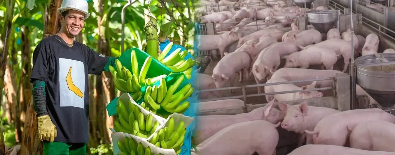 In Magdalena, a farm is integrating pig production with organic bananas