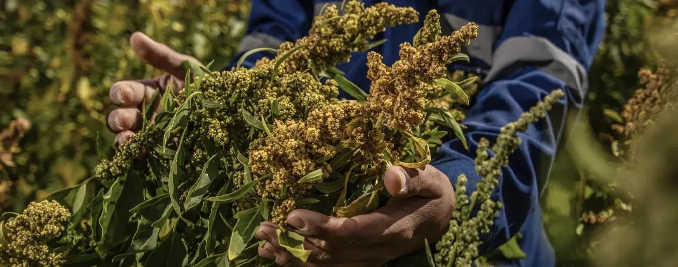 Ensilaje de quinoa, qué tan bueno es?