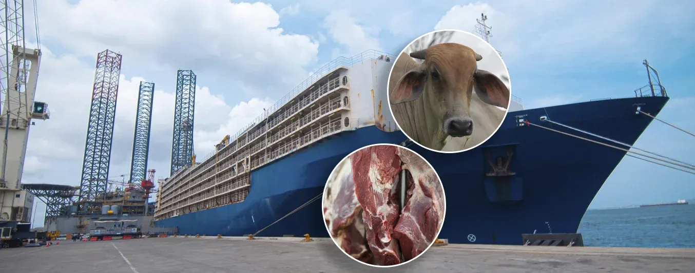 exportacion-ganado-pie-carne