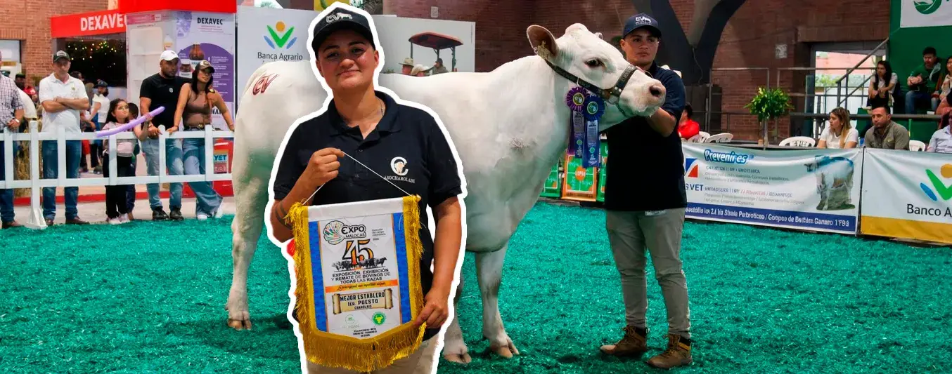 Mujer gana premio con la raza Charolais en Expomalocas.