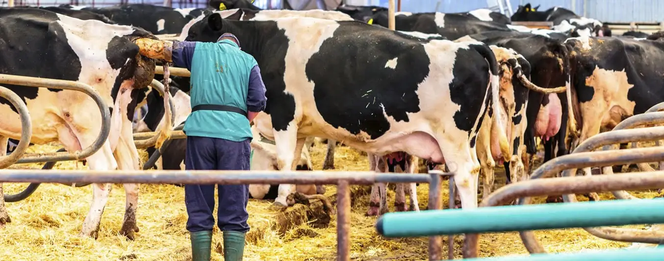 Protocolo hormonal en bovinos