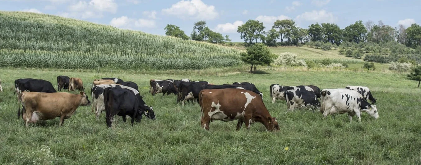 Cuál es el impacto del mantenimiento de infraestructura en los costos de producción ganadera? | CONtexto Ganadero
