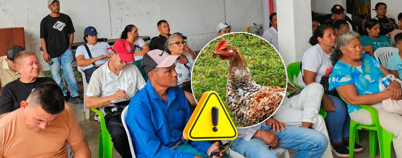 ICA activa alertas en los lugares de producción y cría de aves de traspatio en Antioquia