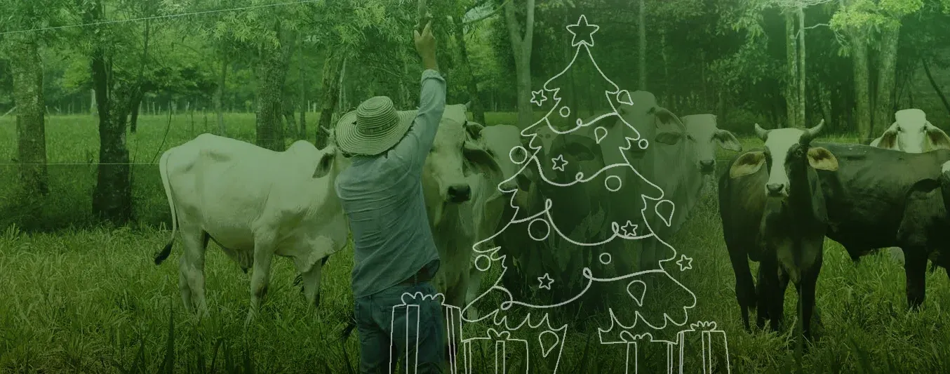 ¿No sabe que dar en navidad?