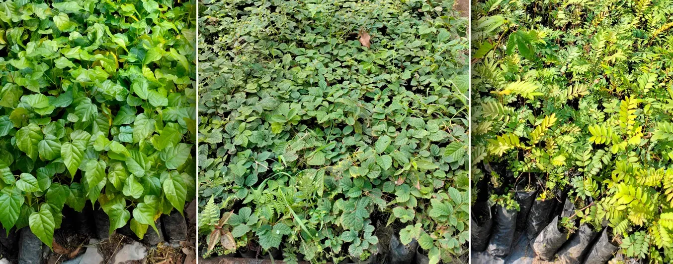 Entrega de material vegetal en el Meta