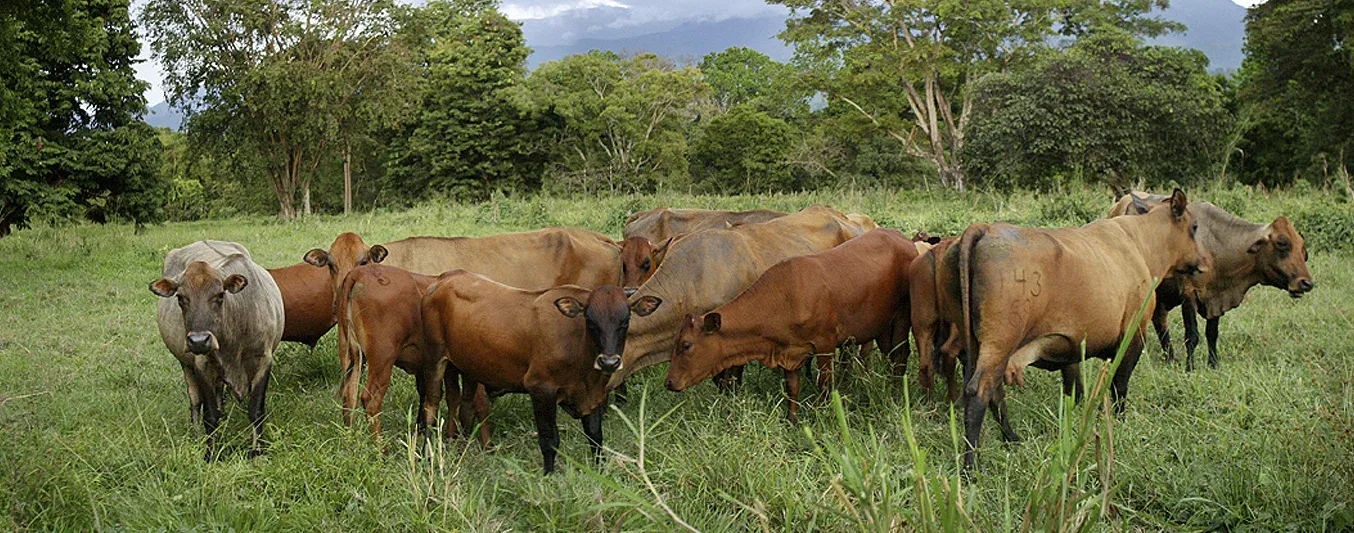 Raza Chino Santandereano