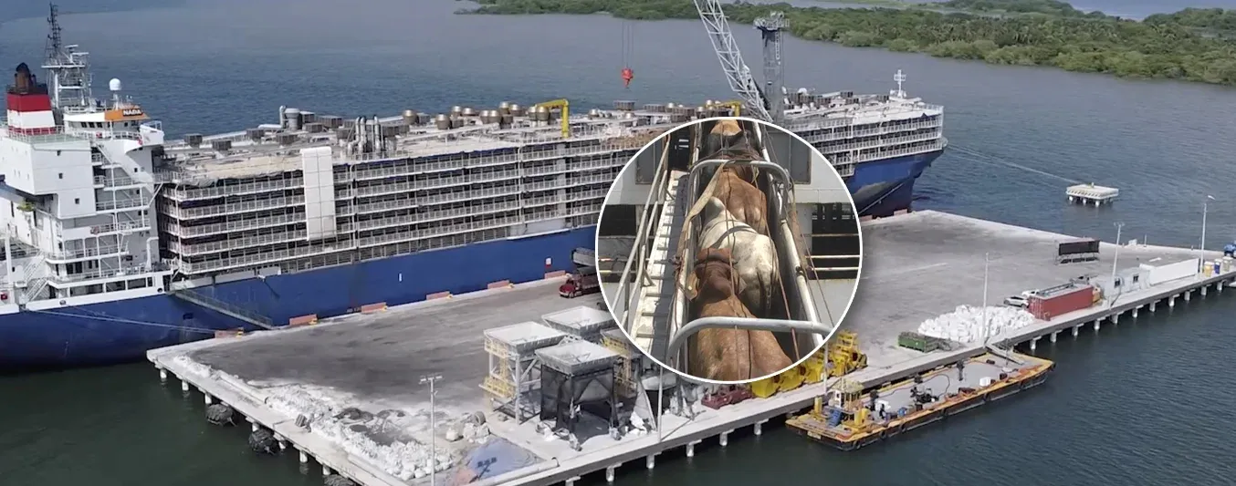 Colombia rompe récord en exportación bovina