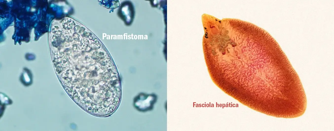 fasciola hepatica - parafistoma