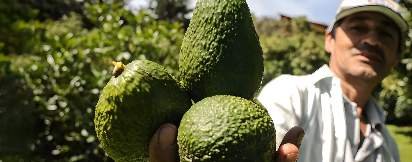 Aguacate hass consolidará en 2026 sus exportaciones para Europa