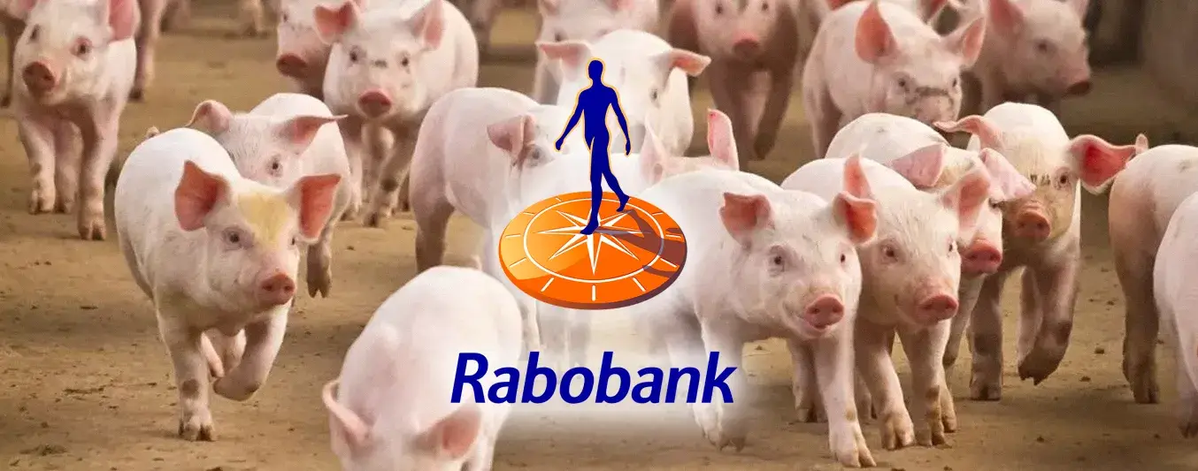 Informe de Rabobank para 2026 sobre un declive de la industria porcina