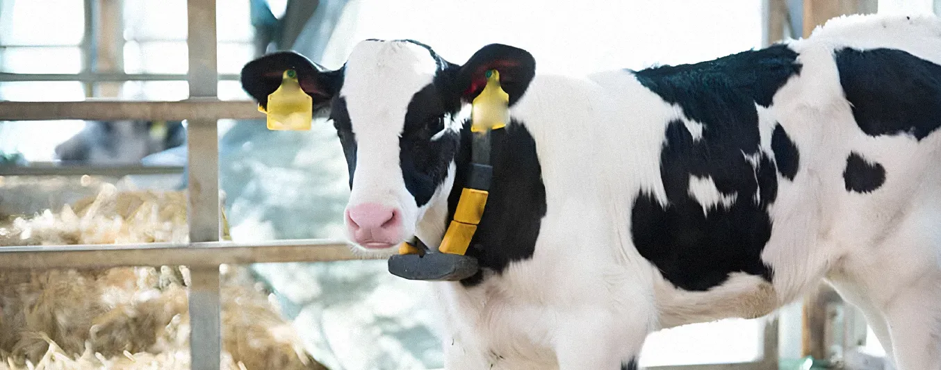 Por qué mueren terneros a pesar de aplicar tratamientos contra la diarrea neonatal