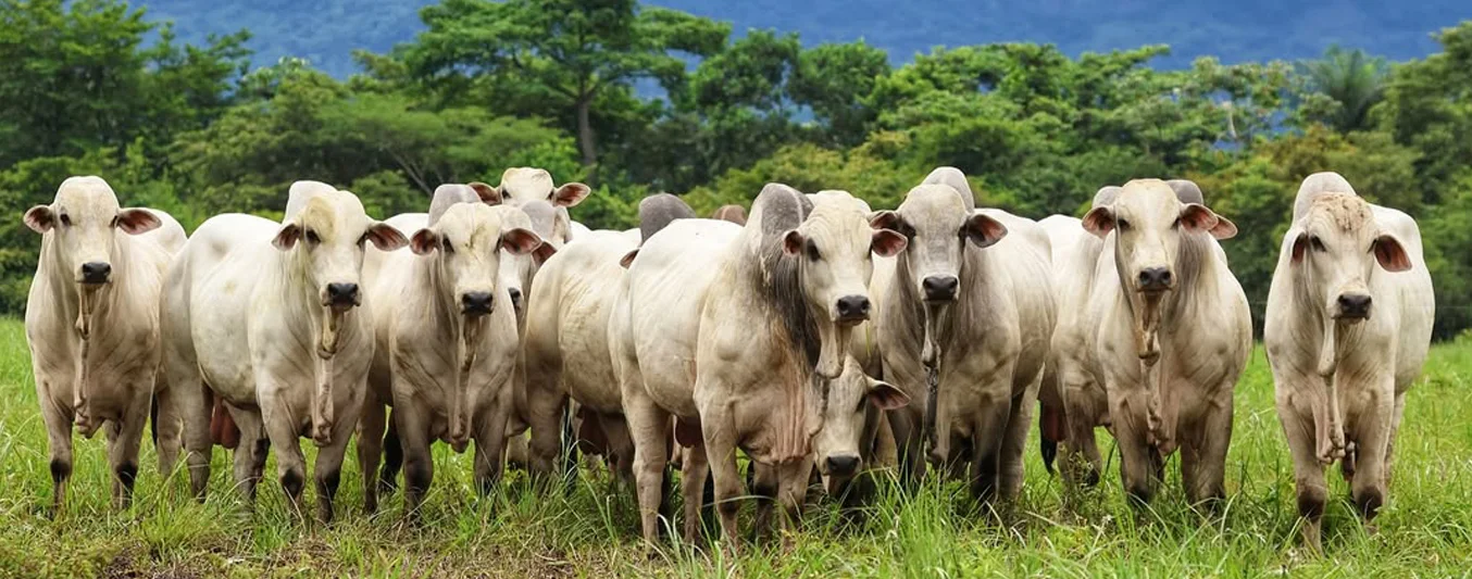 Ganado puro: ¿Por qué un toro puede valer 80.000 dólares? | CONtexto Ganadero