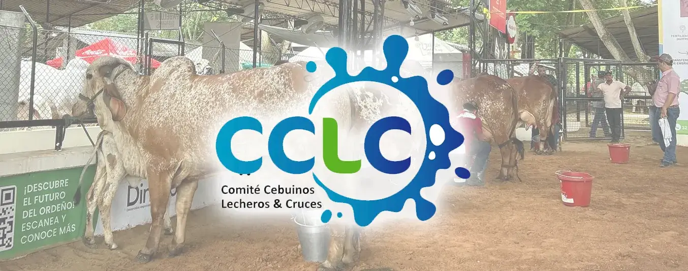 Comité de Cebuinos y Cruces Lecheros (CCLC) se prepara para una agenda académica nutrida en este 2026