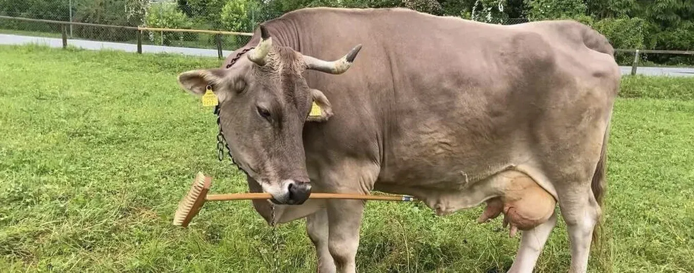 Vaca usa ramas como herramientas para rascarse