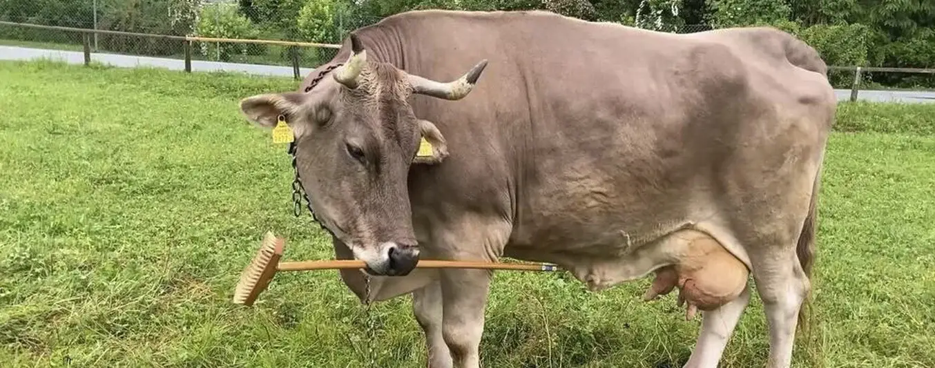 Vaca usa ramas como herramientas para rascarse