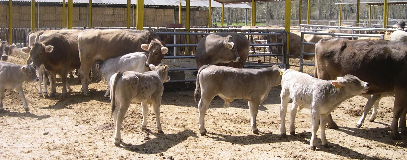 Siga estos tips para mejorar la tasa de preñez en ganadería | CONtexto Ganadero