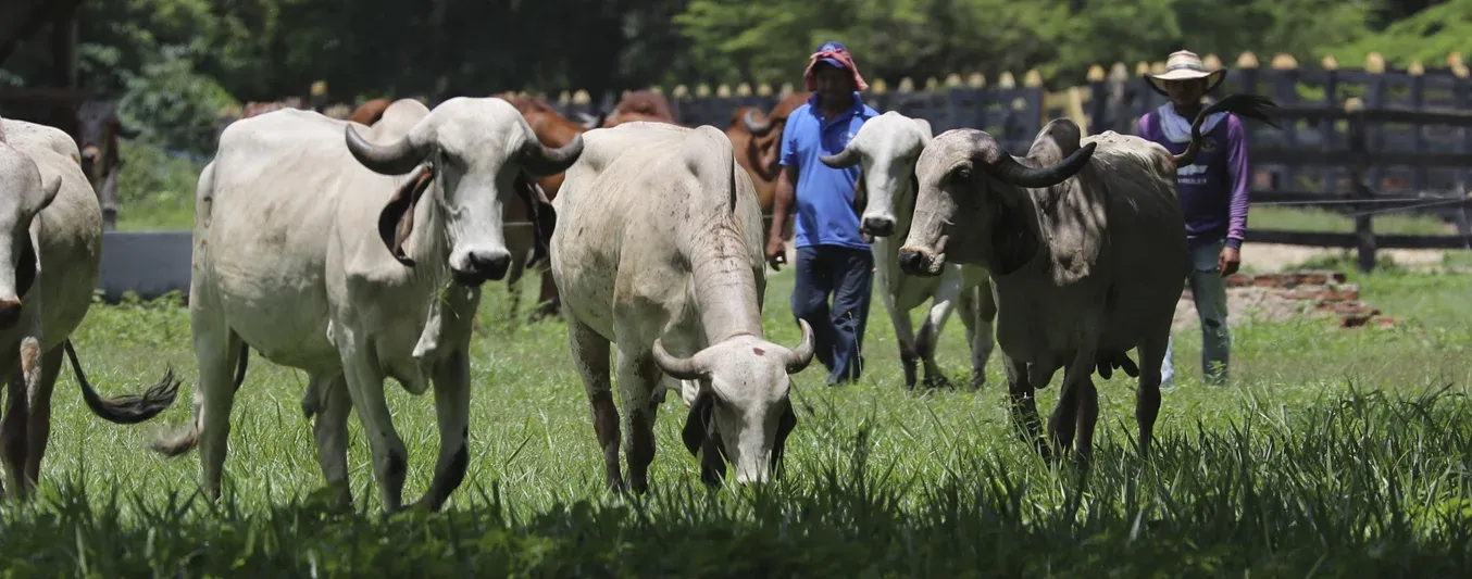 Negocio ganadero funcional
