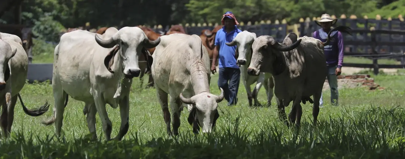 Negocio ganadero funcional