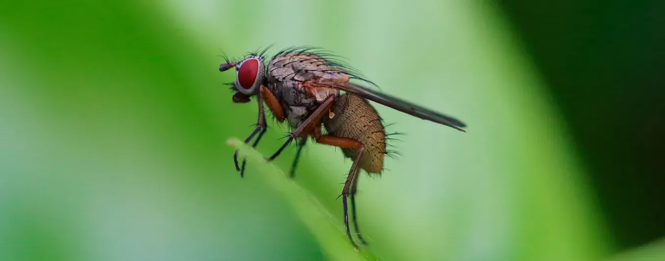 USDA dispersará moscas estériles en frontera con México
