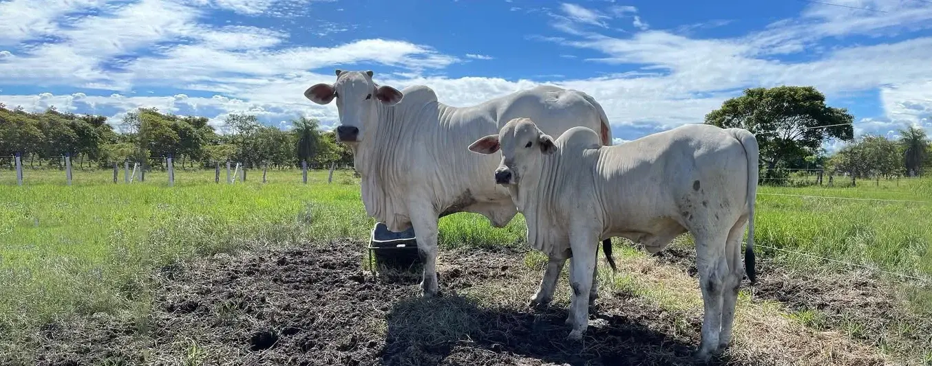 Hacienda Los Esteros, el Nelore en el Casanare