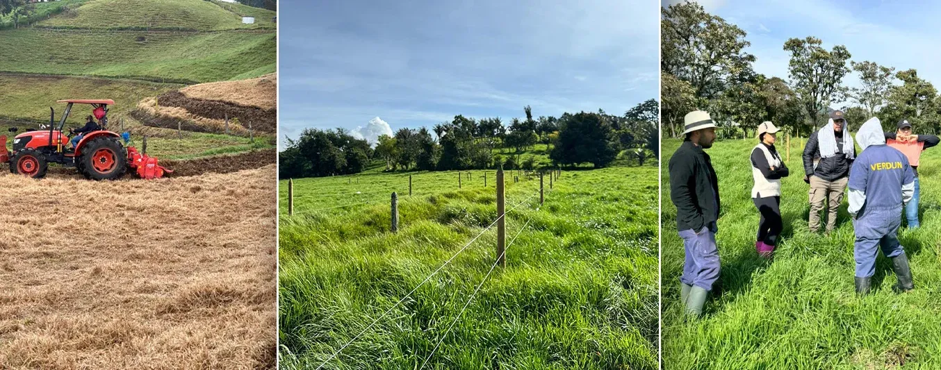 Siembra de pasto mejorado y cercas vivas