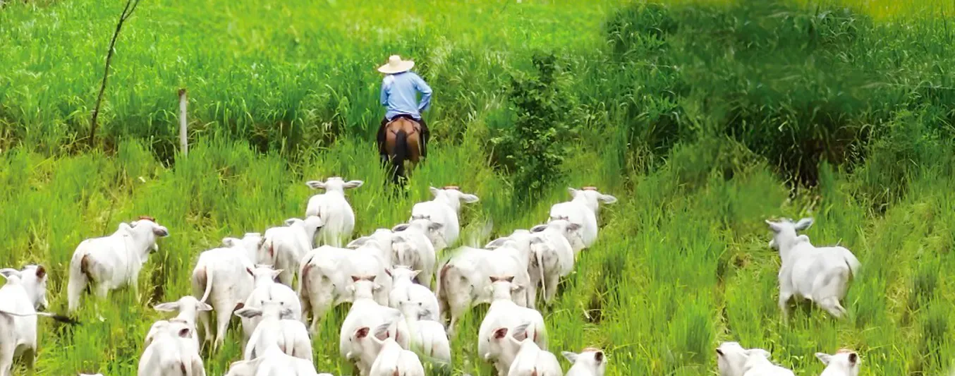 Cómo certificarse con el Sello Ambiental Colombiano