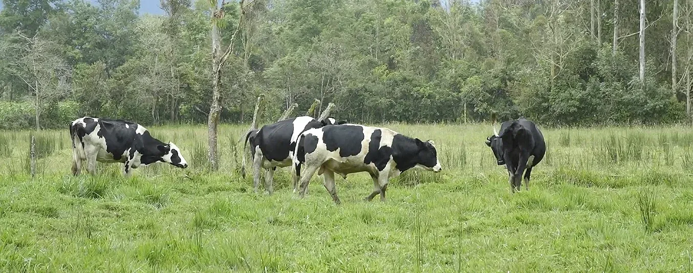 Ganadería sostenible en el alto Putumayo