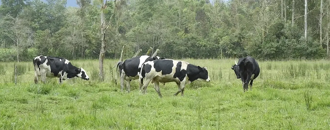 Ganadería sostenible en el alto Putumayo