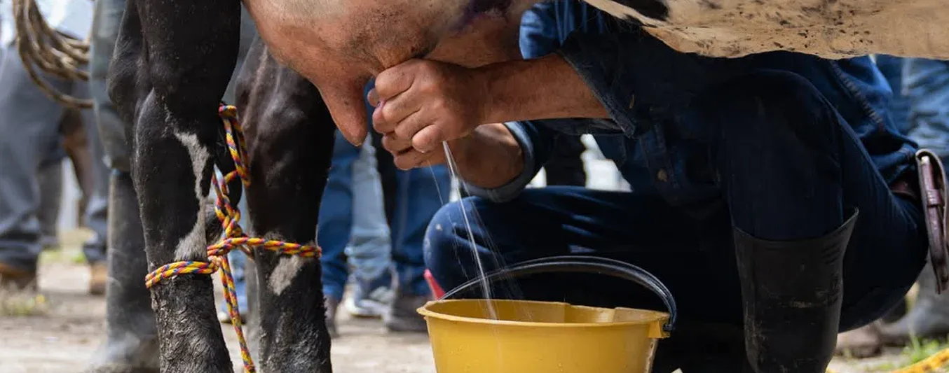 Así se fortalece la cadena láctea