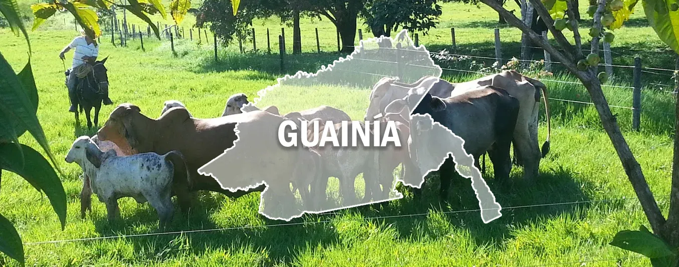 Transferencia de conocimiento a ganaderos en Guainía