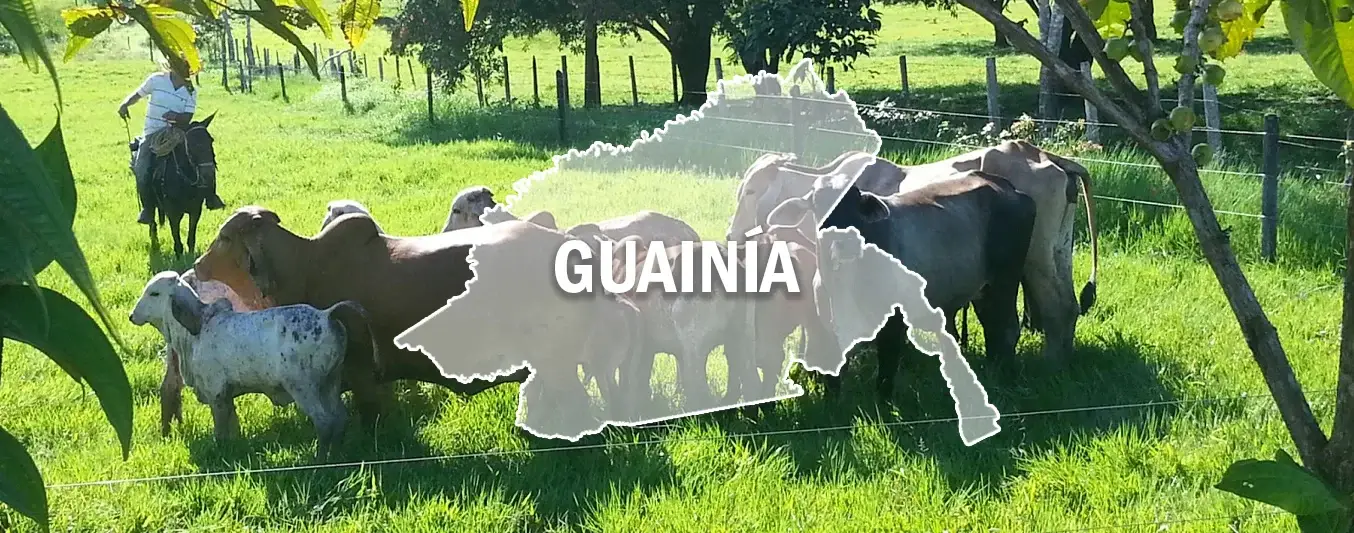 Transferencia de conocimiento a ganaderos en Guainía