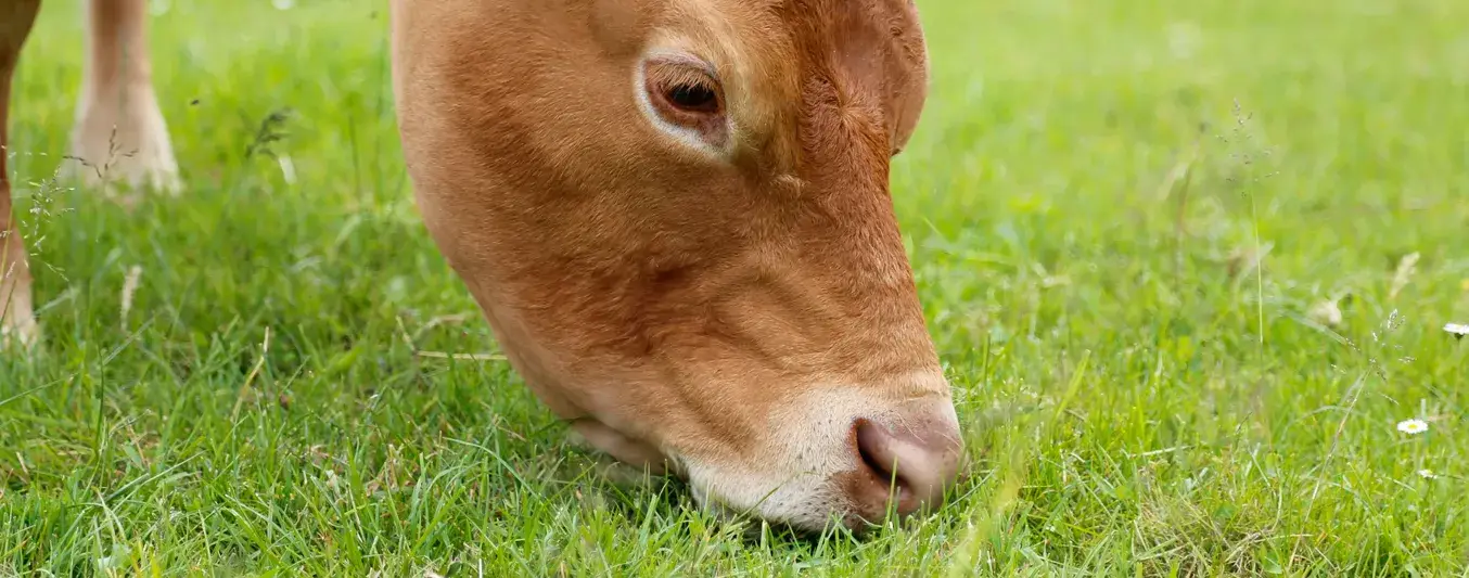 Alimentación bovina