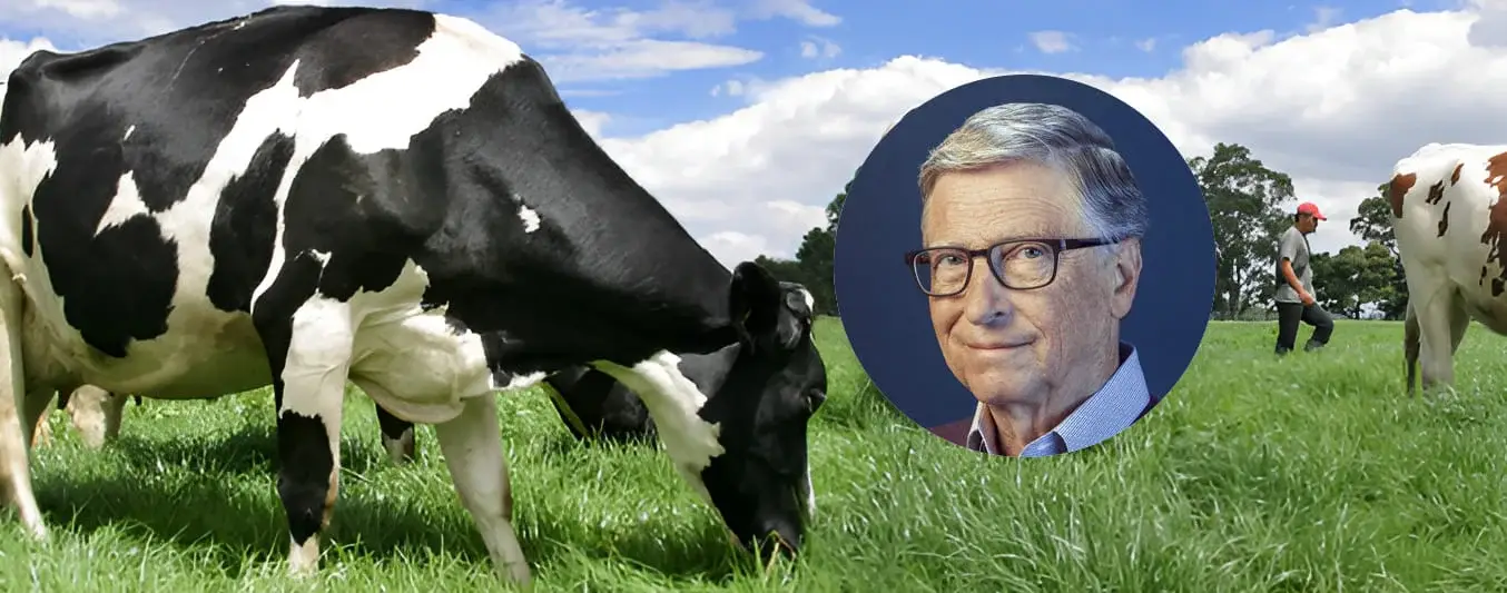 Bill Gates dice que hay que invertir en vacas lecheras