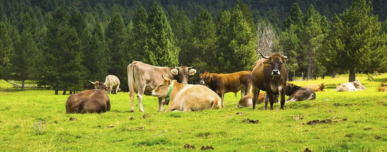 Nariño es el departamento que más certificaciones en Buenas Prácticas Ganaderas ha recibido