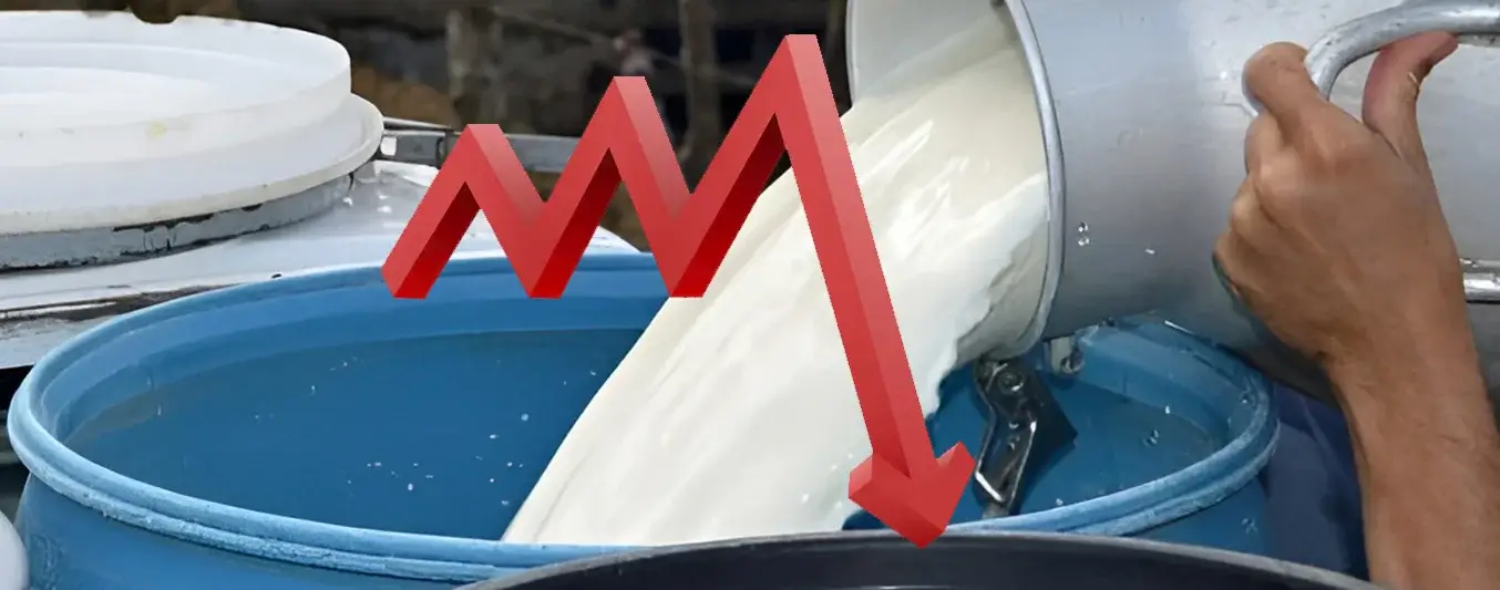 Precio de leche al productor se desploma en Arauca