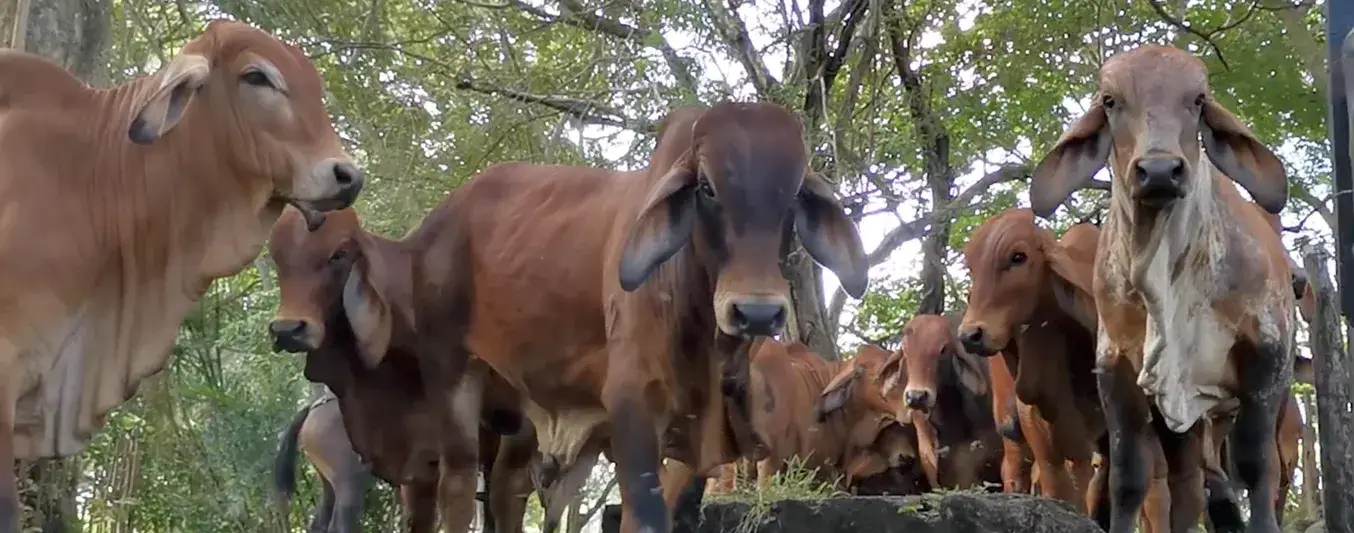 Precio del ganado en Córdoba y Sucre según el OPCA