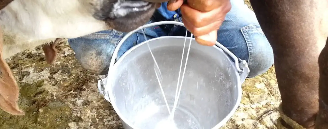 producir insulina humana en la leche de vaca