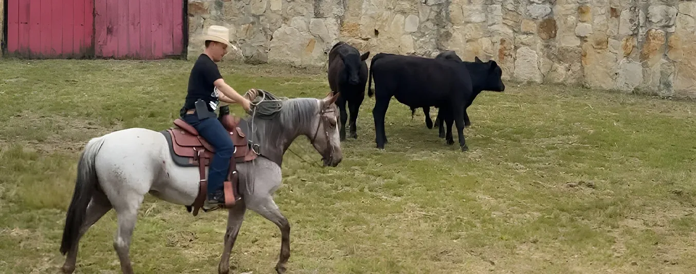 Como enlazar bovinos