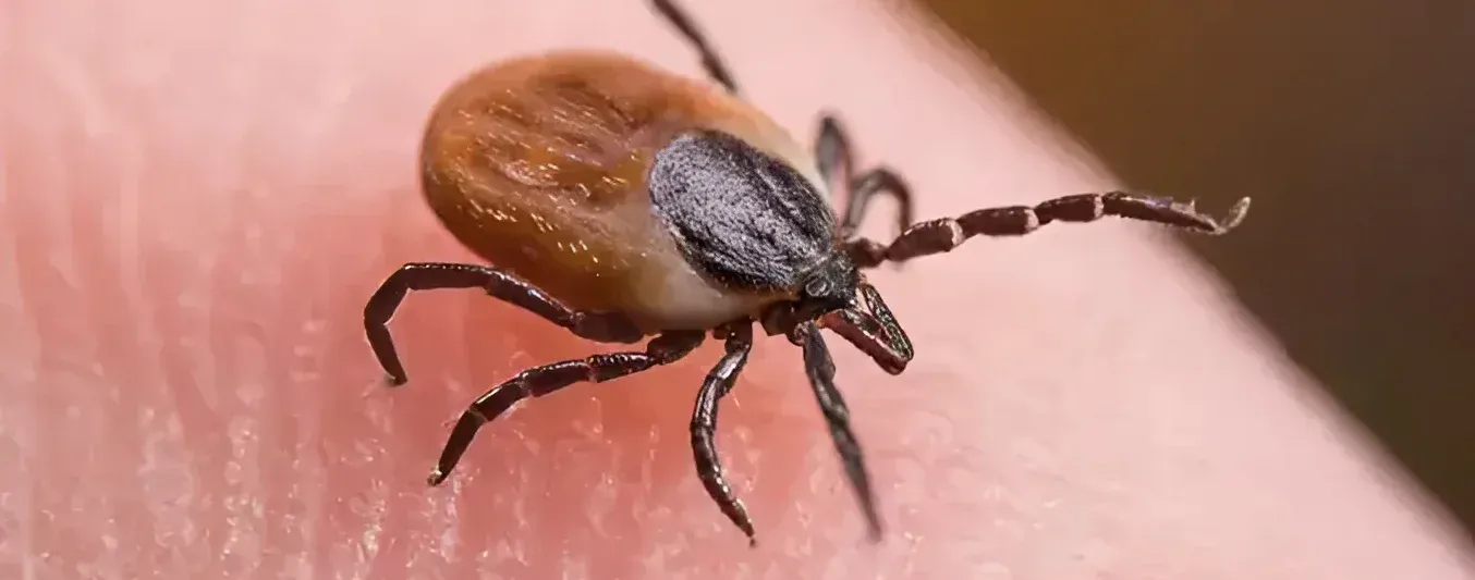 Qué garrapatas hay en Colombia