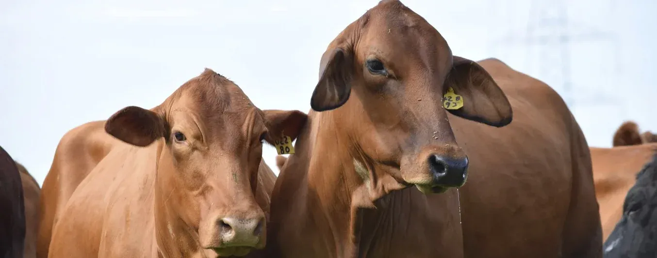 Trazabilidad bovina