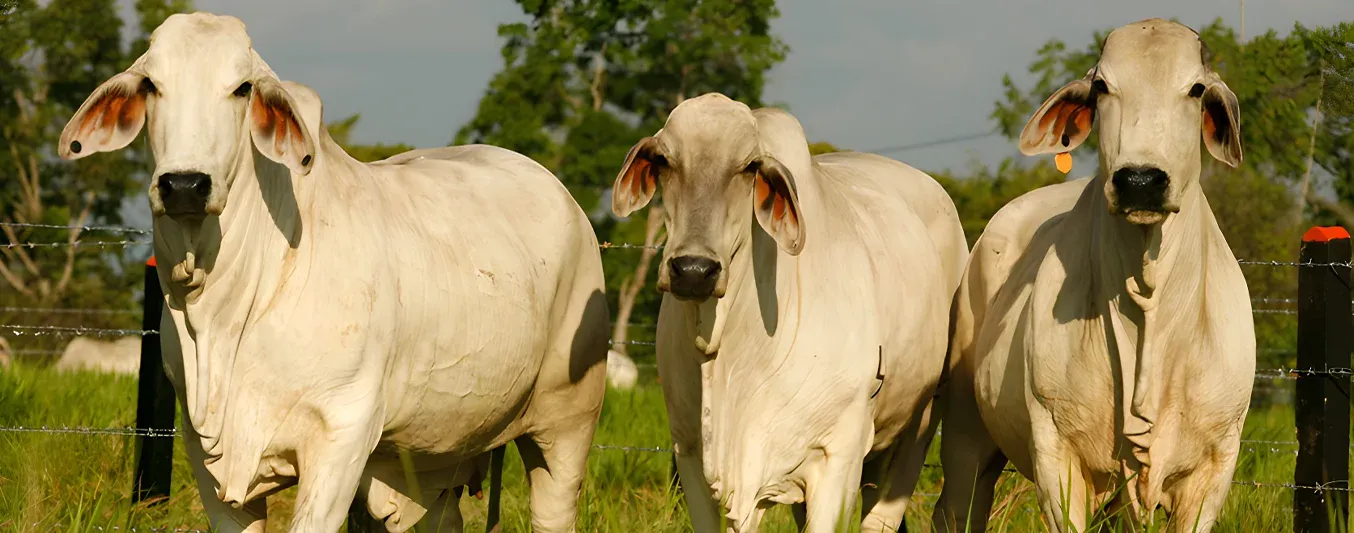 El tamaño del ganado importa en ganadería