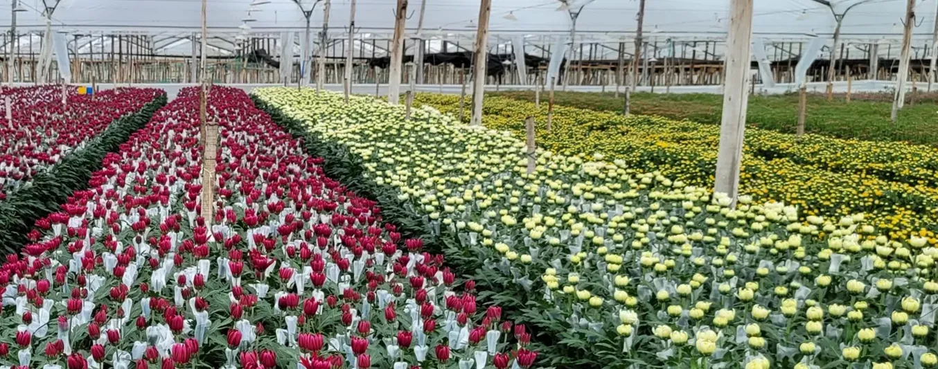 Sector floricultor exportará 61.000 toneladas de tallos por Día de la Madre
