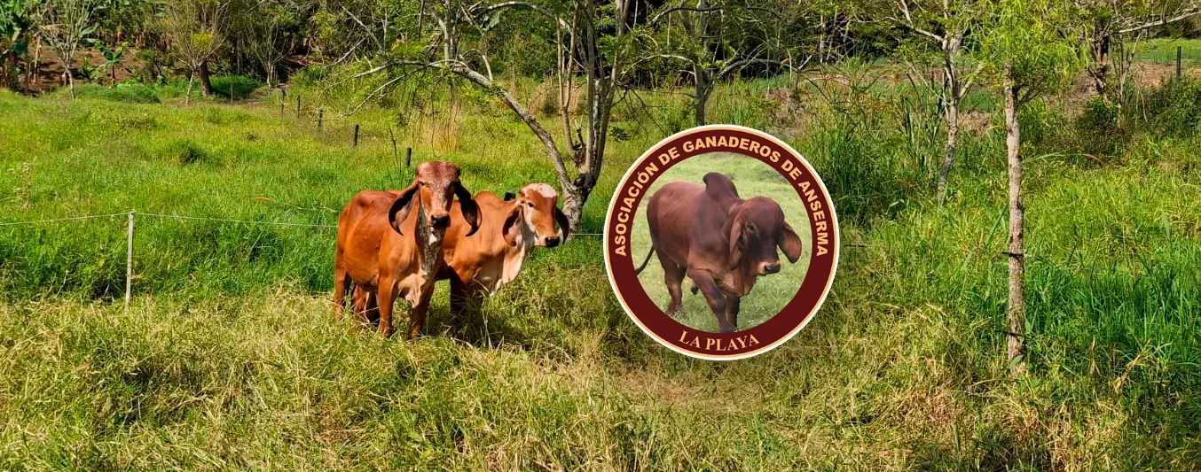 Asi se lleva a cabo la ganaderia silvopastoril en Anserma,Caldas