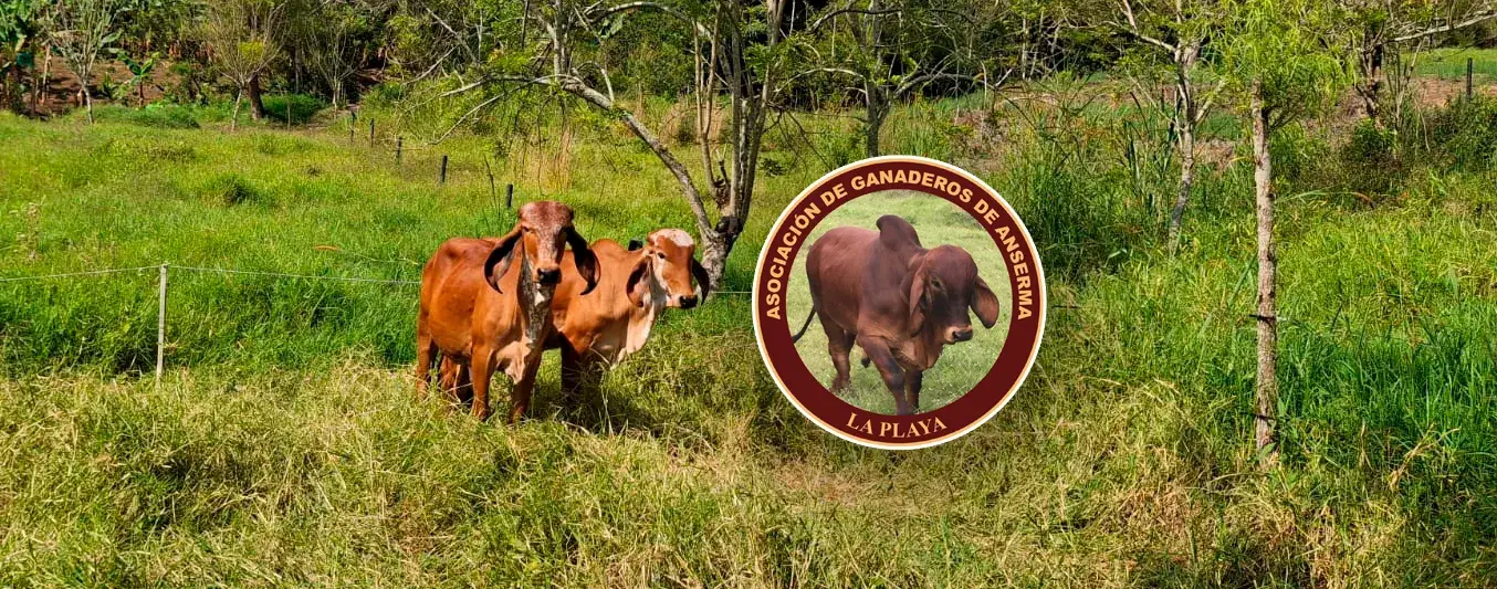 Asi se lleva a cabo la ganaderia silvopastoril en Anserma,Caldas