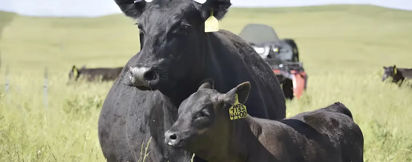 Cuáles son los errores ganaderos al preñar vacas