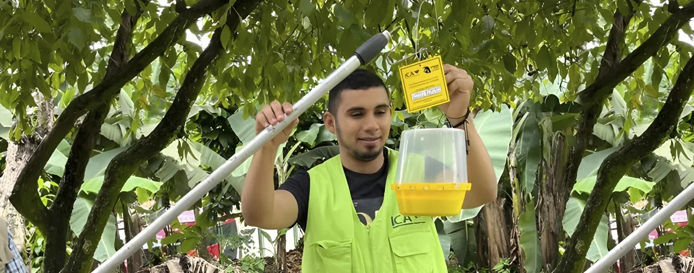 Caquetá refuerza la vigilancia sanitaria para proteger sus cultivos frutales