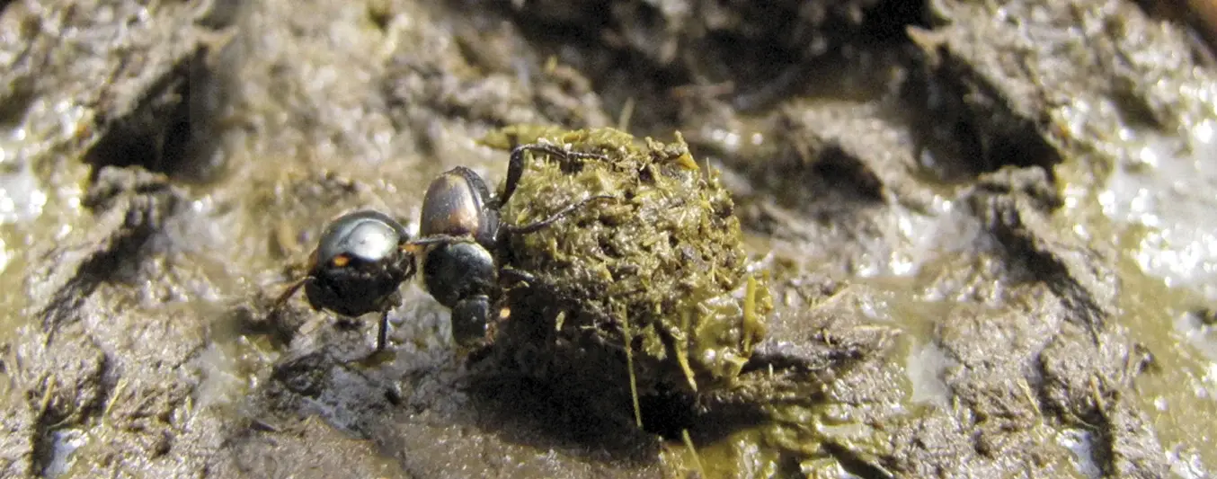 escarabajo estercolero