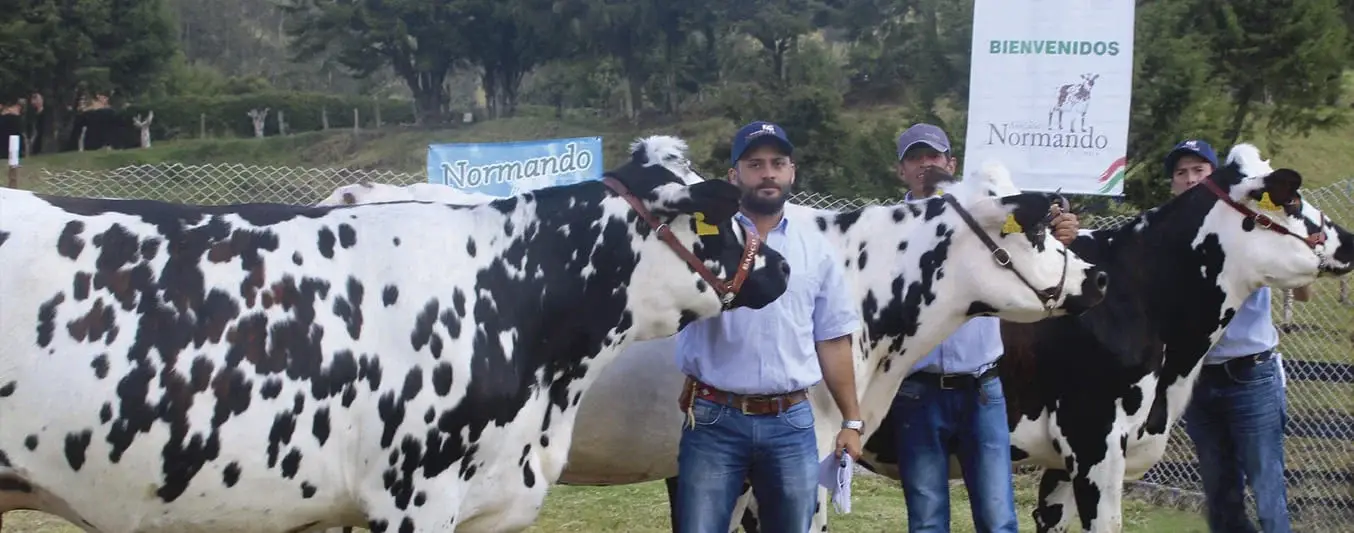 Exposición de ganado normando en San Félix