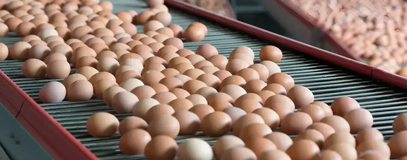 Exportación de huevo con cáscara